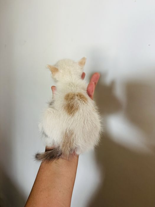 Милые котята приучены к лотку