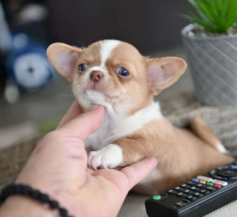 женско мини чихуахуа