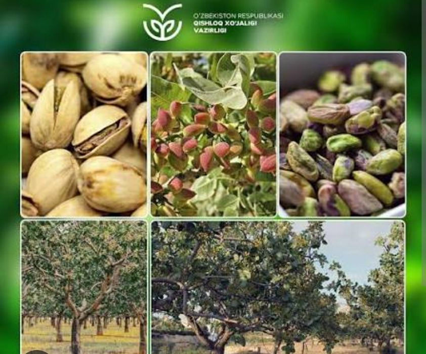 Chaqilgan xandon pista