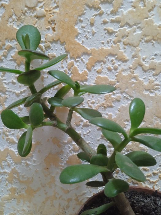 Комнатные растения, уход еженедельно.