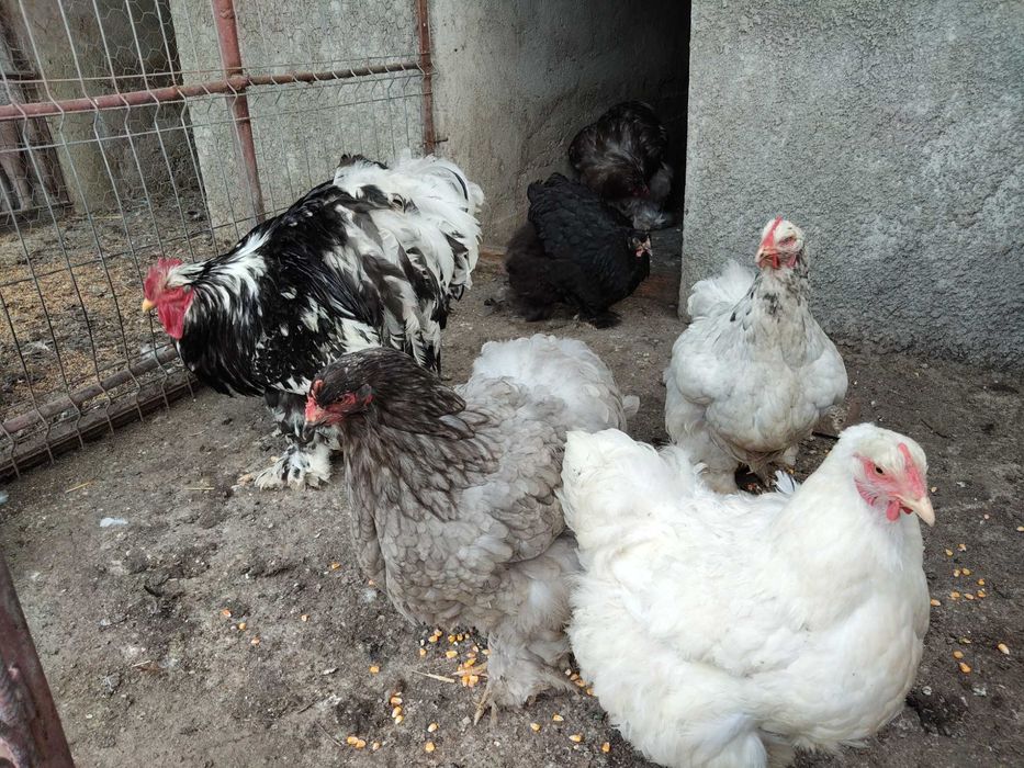 Găini cochinchina și brahma