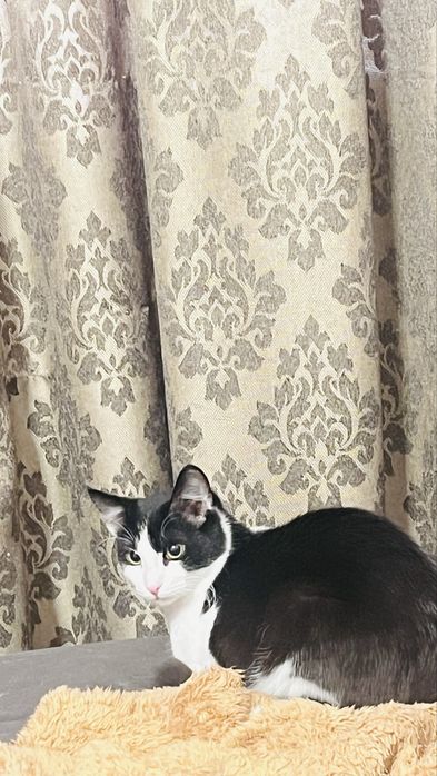 Отдам кота возраст пол года