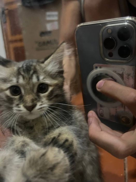 Отдадим в добрые руки