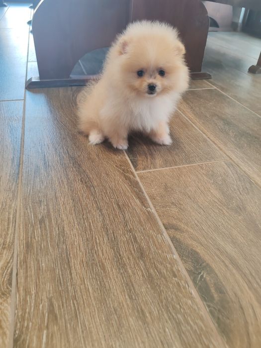 Померан  мъжко мъжко