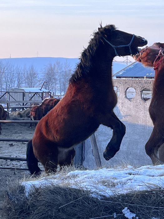 Айгыр сатылады 3-4 шыгады