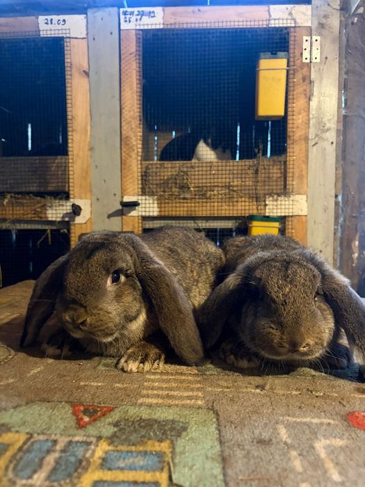 Masculi berbec german