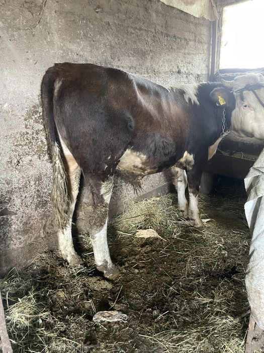 Vand taur pentru tinut sau sacrificat
