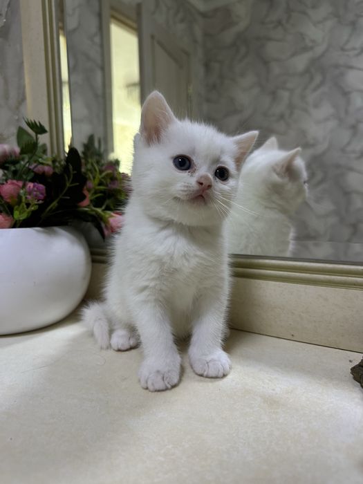 Котята скоттиш фолд и страйт