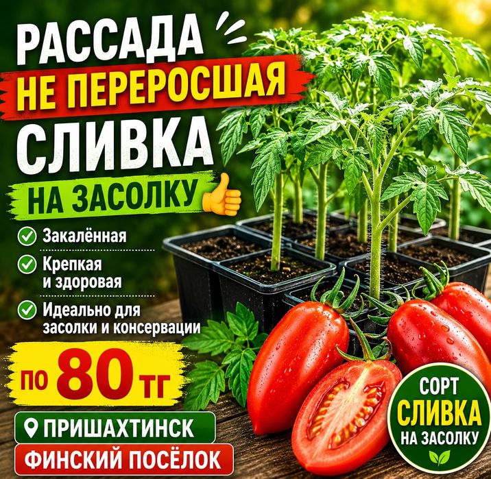 Продам рассаду томатов домашняя