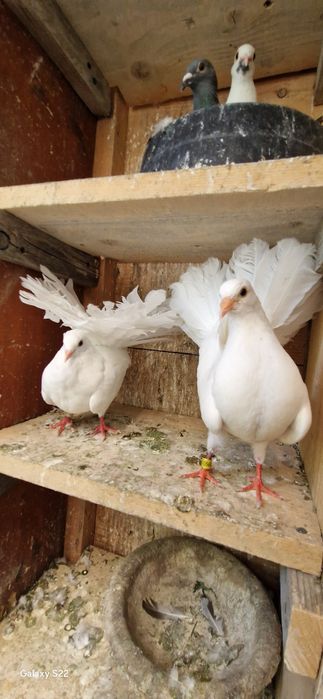 Porumbei voltati tineri