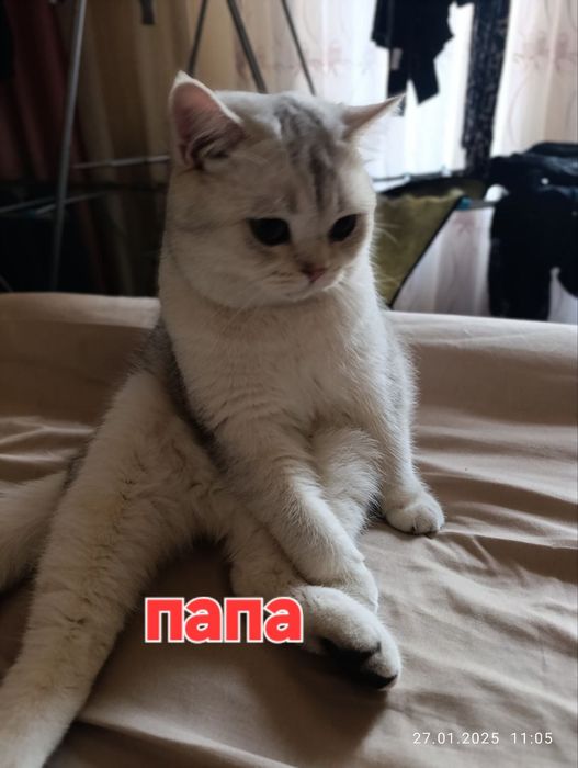 Шотландский скоттиш страйт мальчик