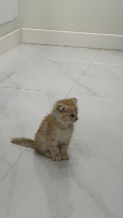 Красивые котята