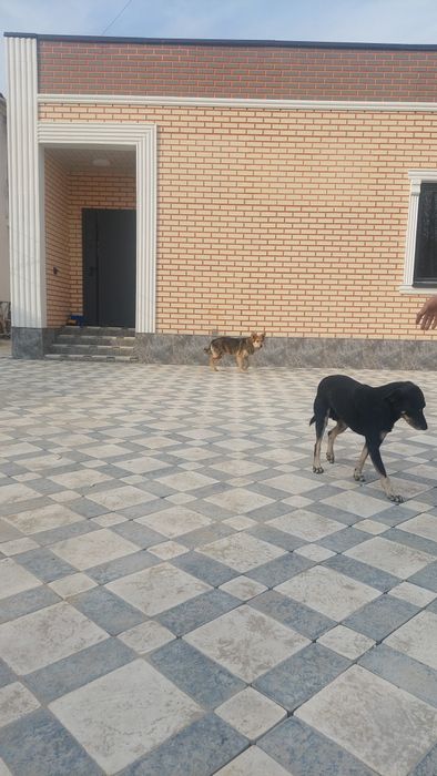 Собака (ит сатылады)