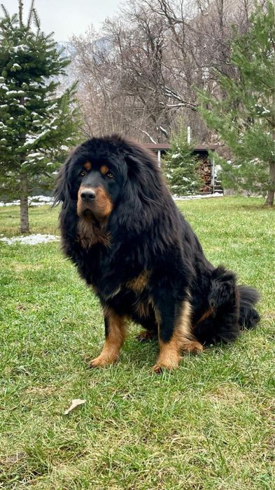 Тибетский мастиф