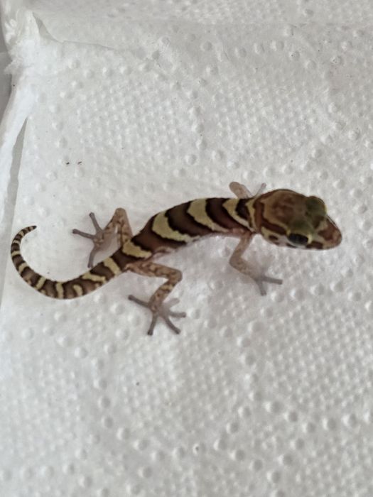 De vânzare șopârlă Geko