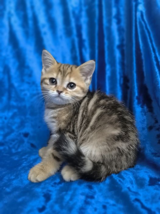 Шотландские котята фолды и страйты