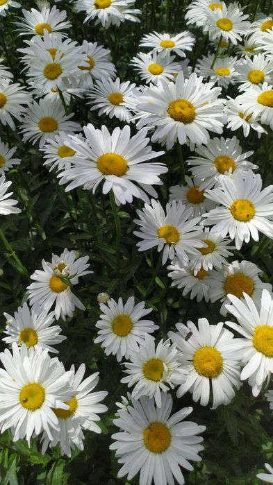 Рассада ромашки крупной