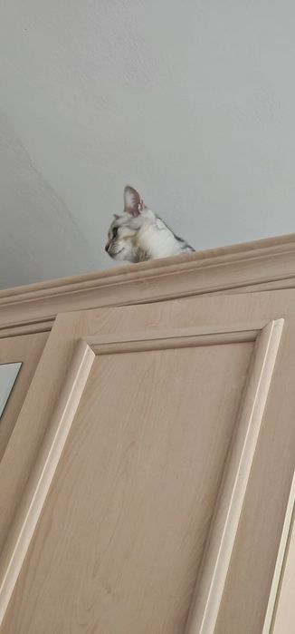 Отдам в хорошие руки