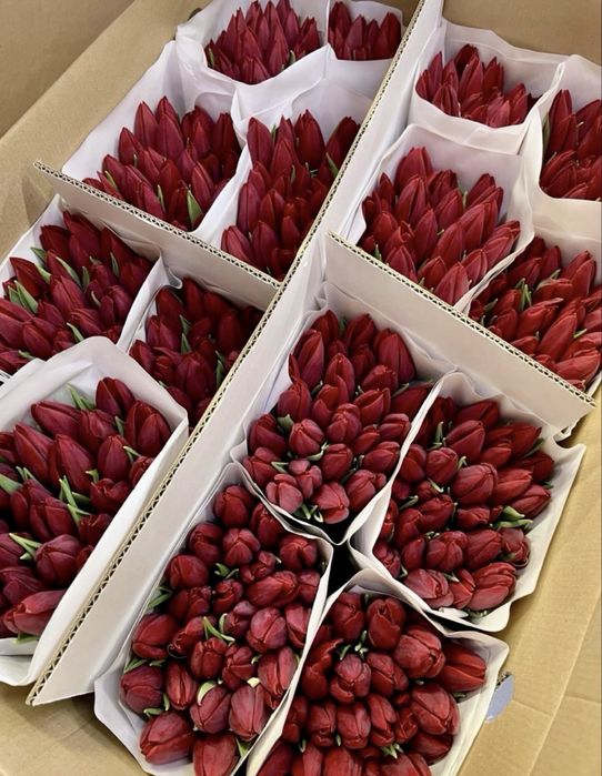 Тюльпаны ОПТОМ И В розницу предзаказ доставка цветы