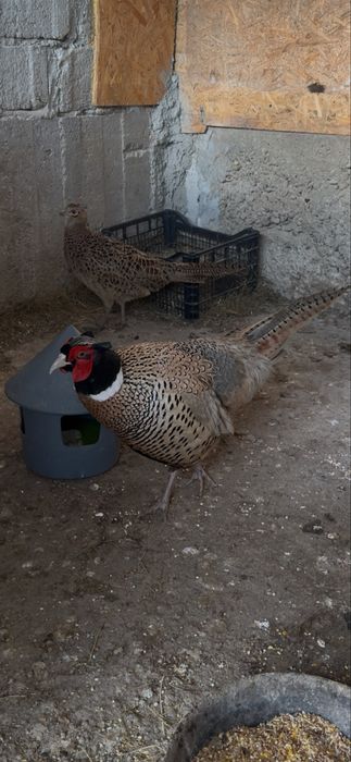 Fazani comuni, tenebros, platină diluată, buff rosu