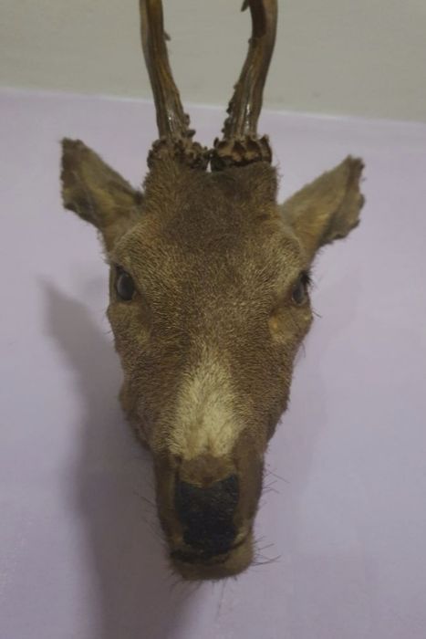 Трофей - Глава на Сръндак