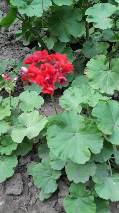 Комнатые цветочки