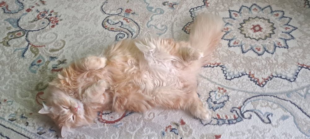 Кошка британка ласковая