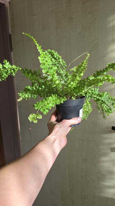 Продам комнатные цветы