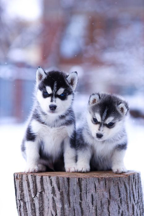 Девочки породы Сибирский Хаски щенки