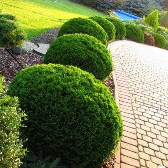 ТУЯ ДАНИКА(Кълбовидна)Промоция!!!