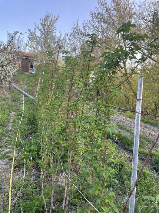 Vând puieți de zmeură face o singură data pe an