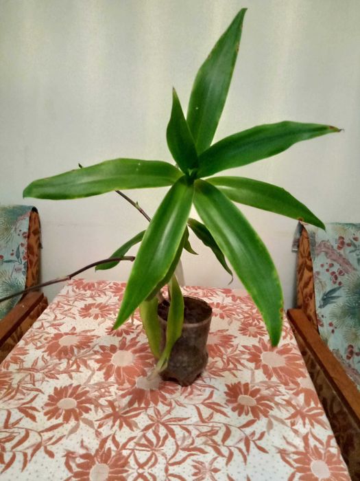 Золотой ус лечебный  1500 тенге