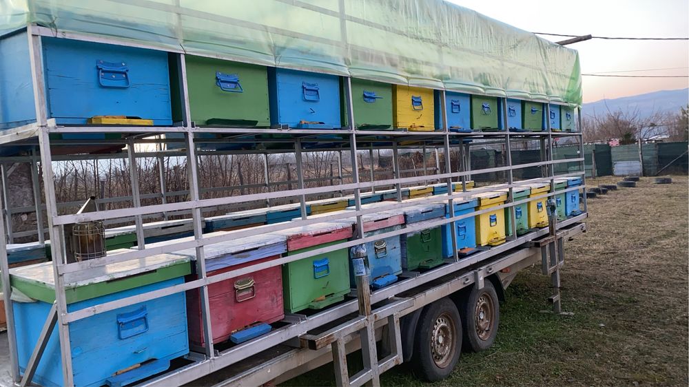 Vând /schimb modul apicol .capacitate de 44 cuti.