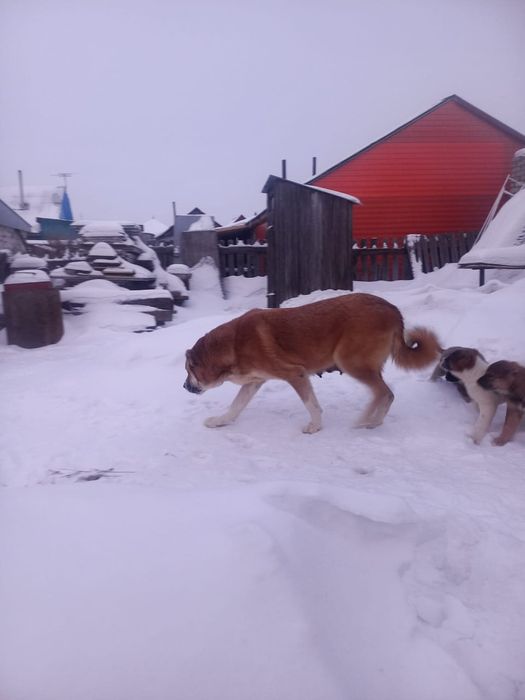 Продам щенков ,,Алабай,,,