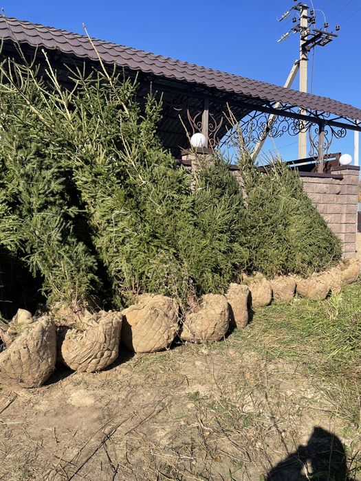 Ели зеленые