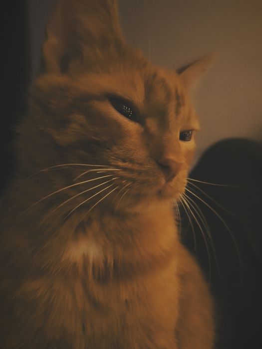 Отдам кота в хорошие руки