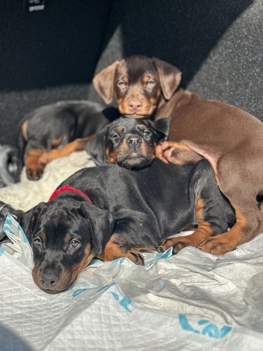 Щенки Добермана 2 месяца