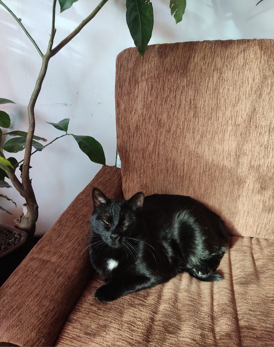 Подарява се черен котарак! Много спокоен ,има перфектни навици