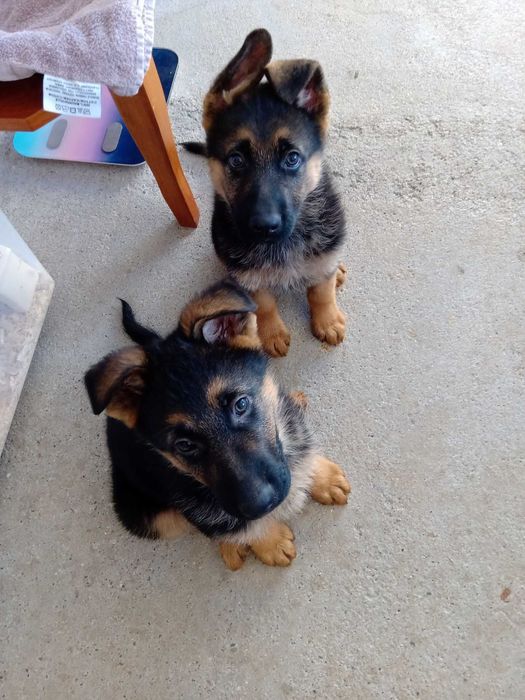 Немски овчарки бебета – 2 месеца, ваксинирани