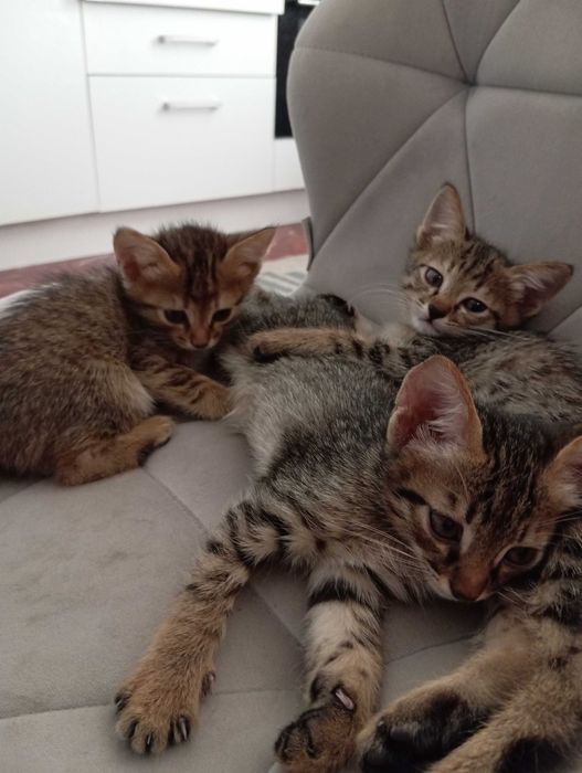 Котята милые в хорошие руки