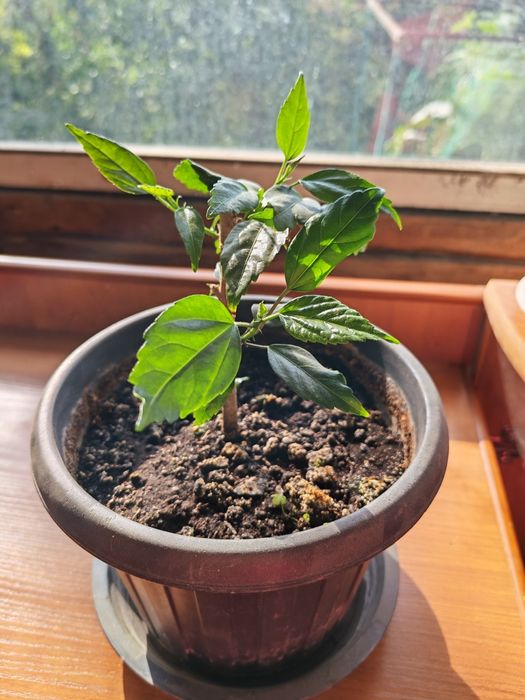 Продаю гибискус (китайская роза)