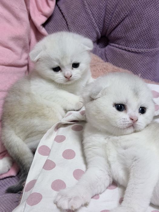 Шотланский Скоттиш Фолд! Шиншилла !