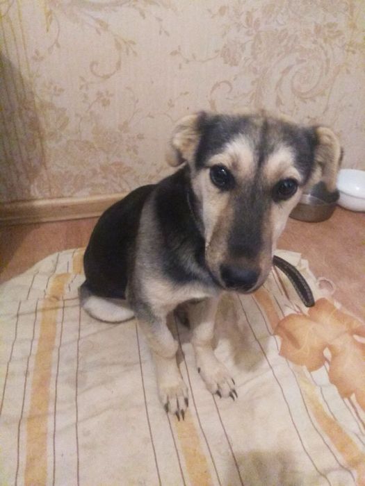 Отдаю собак в добрые руки