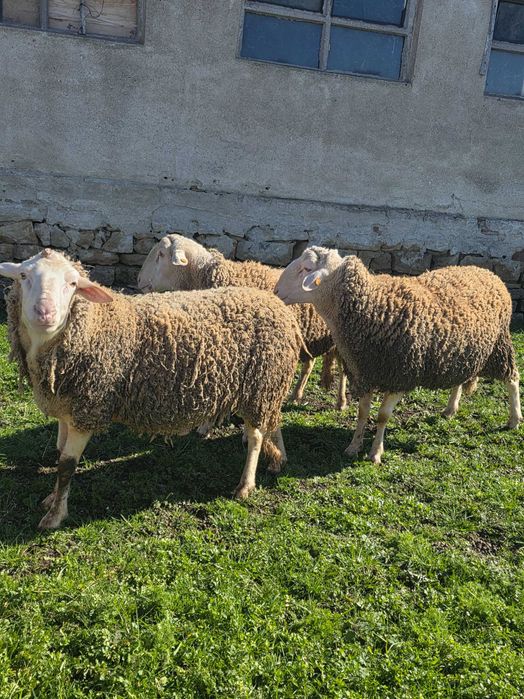 Продавам кочове Лакон