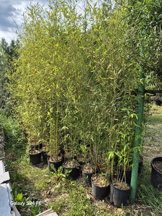 Palmieri  copaci  bambus  plante