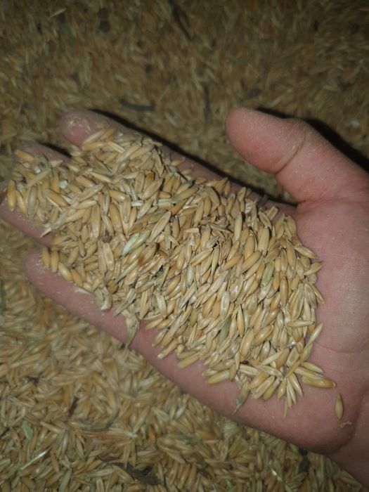 Лен Ячмень овес в мешках.