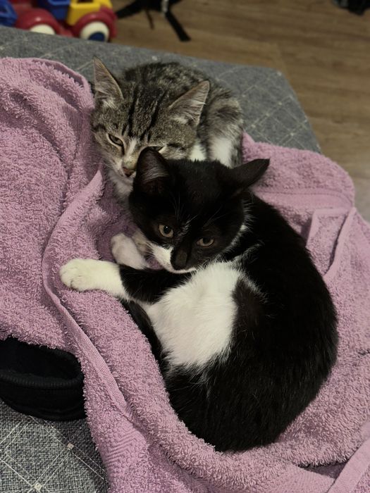 Котята в хорошие руки