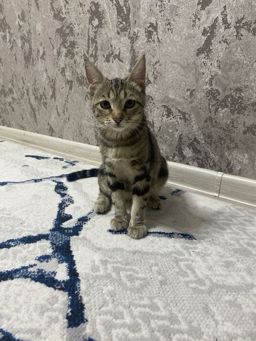 Кошка девочка бенгальская отдадим даром