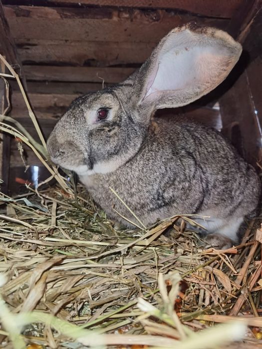 Iepuri uriași german