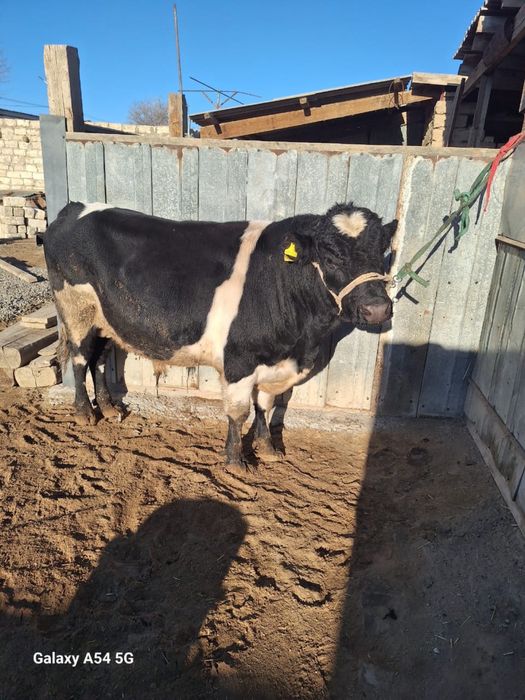 Бұқа қашырту пародный 5000 тг